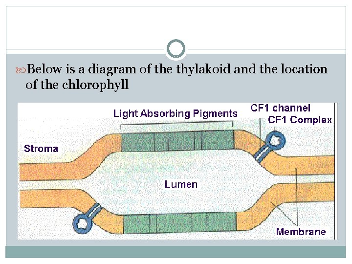  Below is a diagram of the thylakoid and the location of the chlorophyll