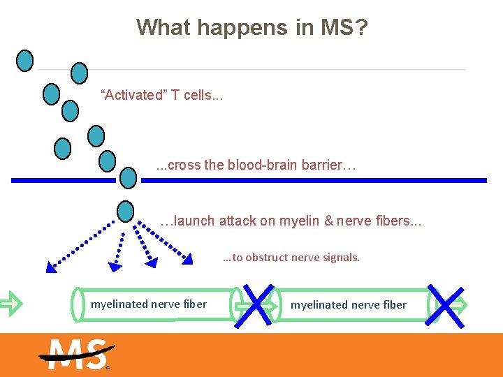 What happens in MS? “Activated” T cells. . . cross the blood-brain barrier… …launch