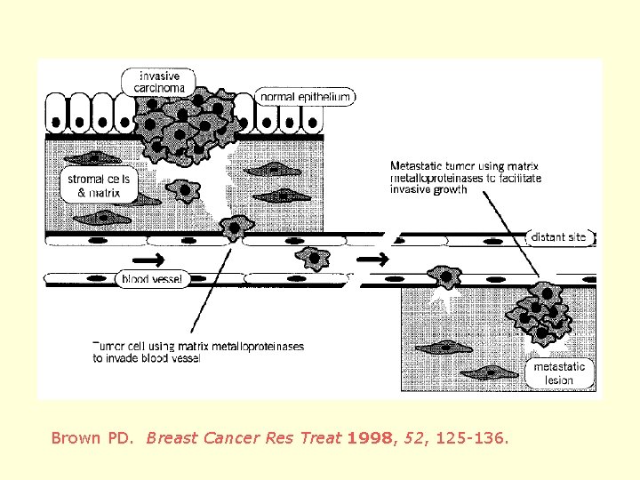 Brown PD. Breast Cancer Res Treat 1998, 52, 125 -136. 