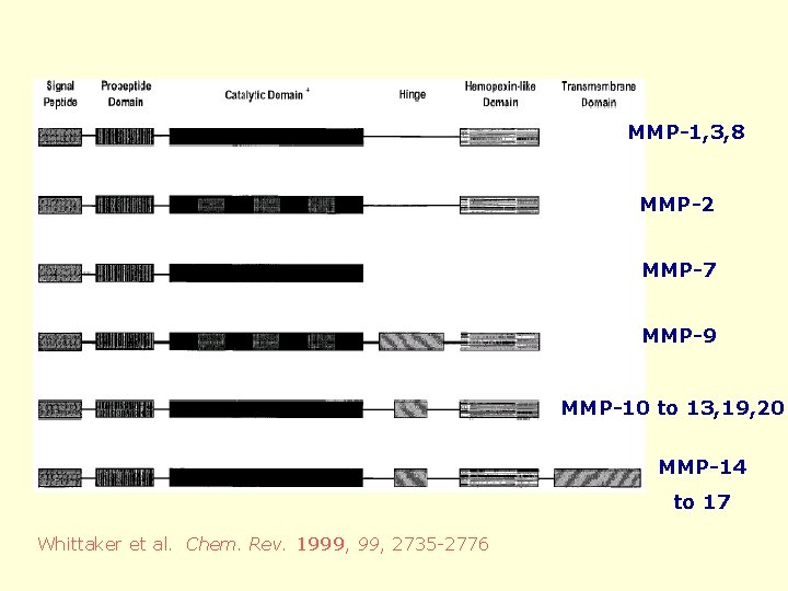 MMP-1, 3, 8 MMP-2 MMP-7 MMP-9 MMP-10 to 13, 19, 20 MMP-14 to 17