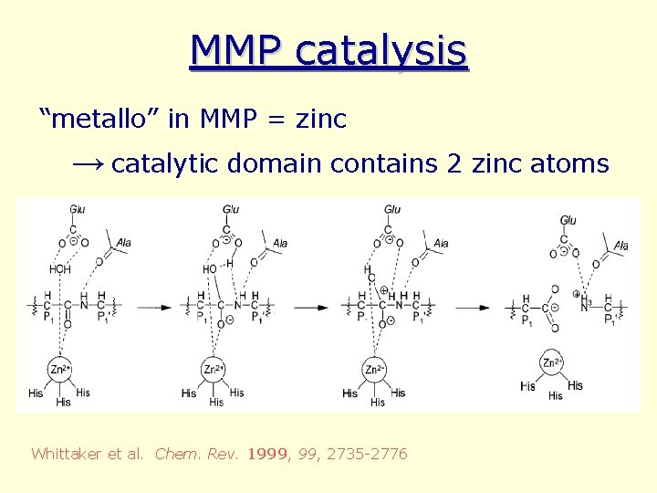 MMP catalysis “metallo” in MMP = zinc → catalytic domain contains 2 zinc atoms