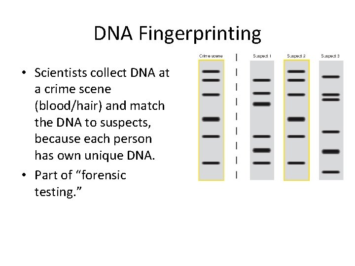 DNA Fingerprinting • Scientists collect DNA at a crime scene (blood/hair) and match the