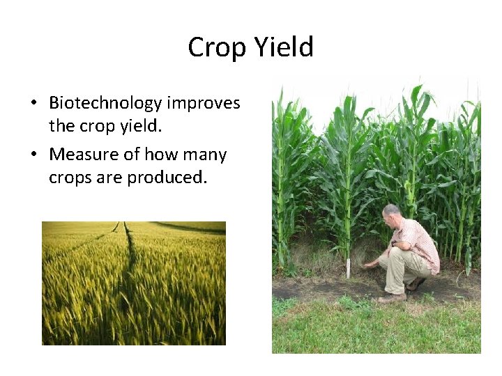 Crop Yield • Biotechnology improves the crop yield. • Measure of how many crops