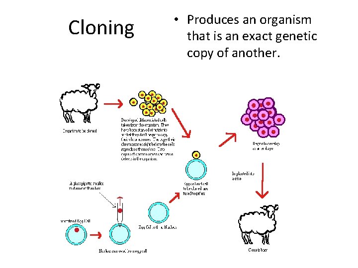 Cloning • Produces an organism that is an exact genetic copy of another. 