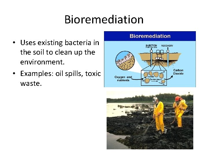 Bioremediation • Uses existing bacteria in the soil to clean up the environment. •