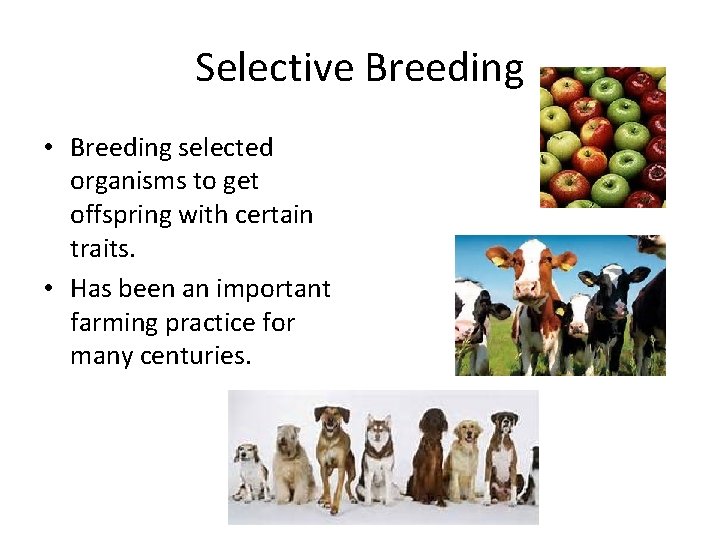 Selective Breeding • Breeding selected organisms to get offspring with certain traits. • Has