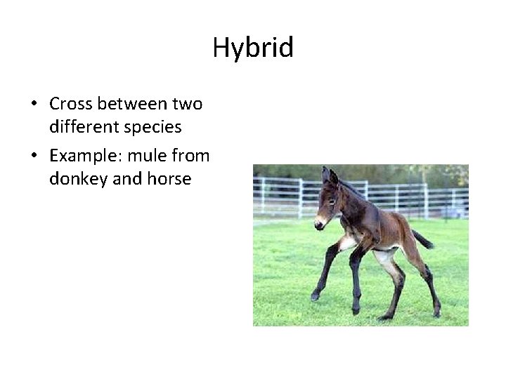 Hybrid • Cross between two different species • Example: mule from donkey and horse