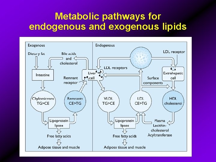Metabolic pathways for endogenous and exogenous lipids 
