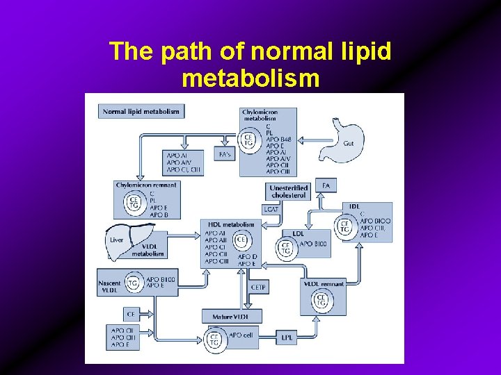 The path of normal lipid metabolism 