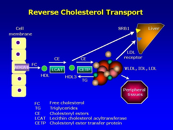 Reverse Cholesterol Transport cholesterol transport Cell membrane SRB 1 CE CE ABCA 1 FC