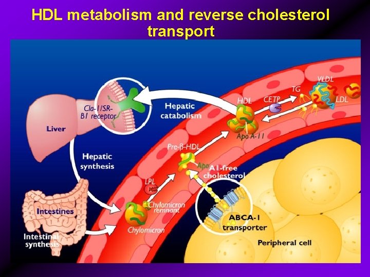 HDL metabolism and reverse cholesterol transport 