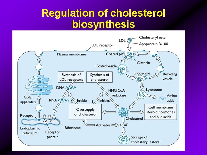 Regulation of cholesterol biosynthesis 