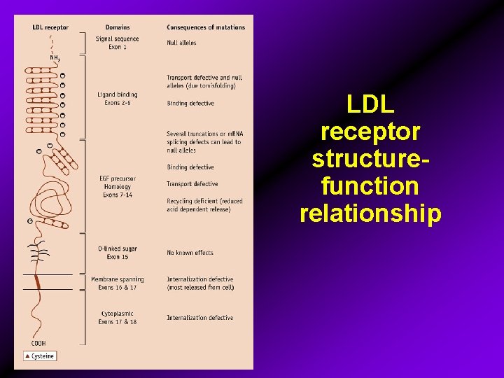 LDL receptor structurefunction relationship 