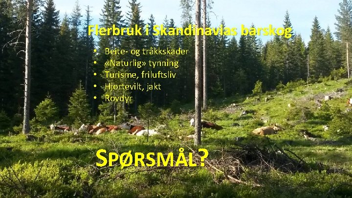 Flerbruk i Skandinavias barskog • • • Beite- og tråkkskader «Naturlig» tynning Turisme, friluftsliv