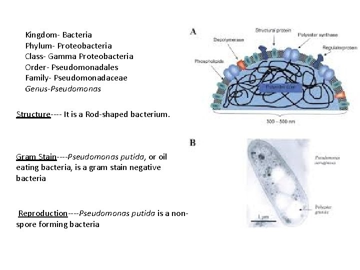 Kingdom- Bacteria Phylum- Proteobacteria Class- Gamma Proteobacteria Order- Pseudomonadales Family- Pseudomonadaceae Genus-Pseudomonas Structure---- It