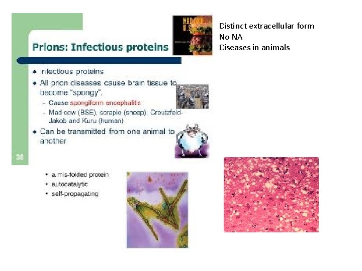 Distinct extracellular form No NA Diseases in animals 