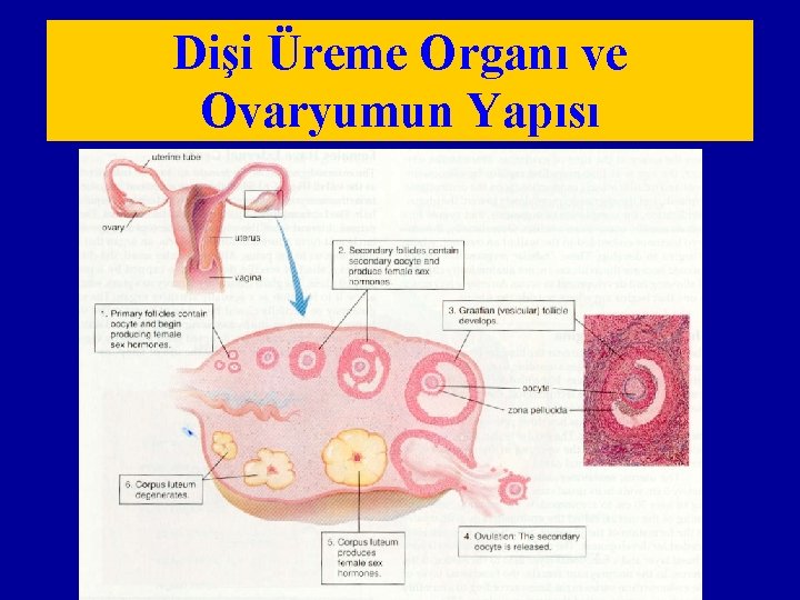 Dişi Üreme Organı ve Ovaryumun Yapısı 