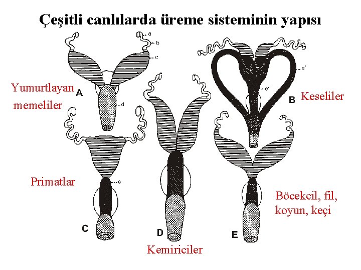 Çeşitli canlılarda üreme sisteminin yapısı Yumurtlayan memeliler Keseliler Primatlar Böcekcil, fil, koyun, keçi Kemiriciler