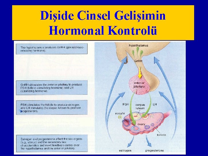 Dişide Cinsel Gelişimin Hormonal Kontrolü 