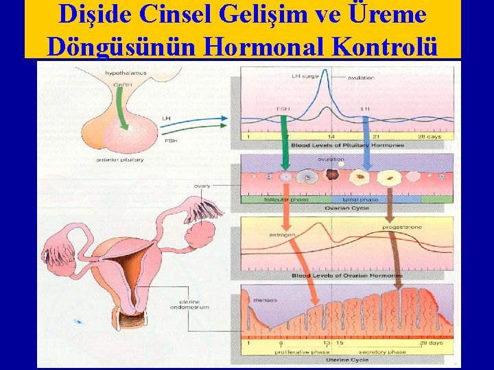 Dişide Cinsel Gelişim ve Üreme Döngüsünün Hormonal Kontrolü 