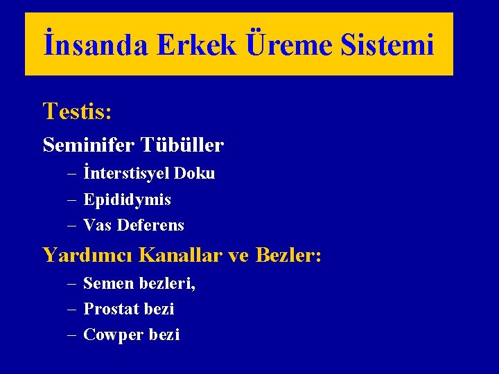 İnsanda Erkek Üreme Sistemi Testis: Seminifer Tübüller – İnterstisyel Doku – Epididymis – Vas