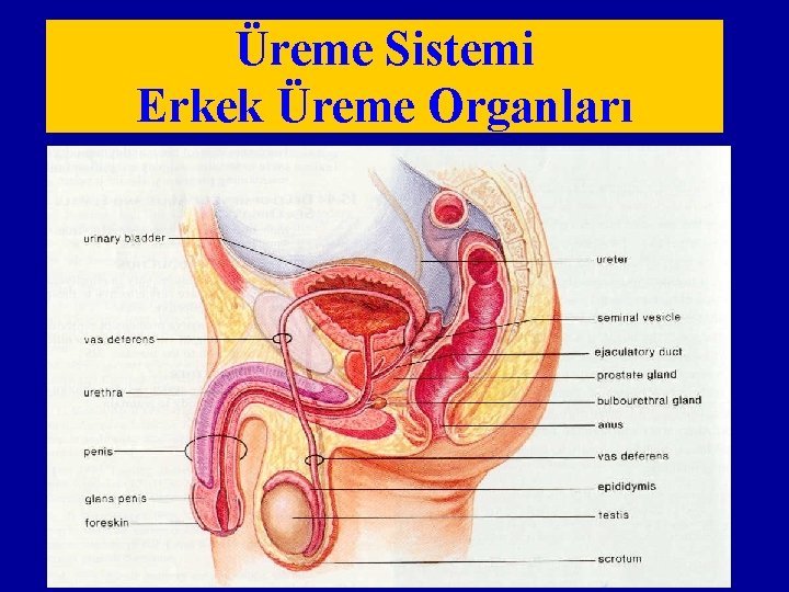 Üreme Sistemi Erkek Üreme Organları 