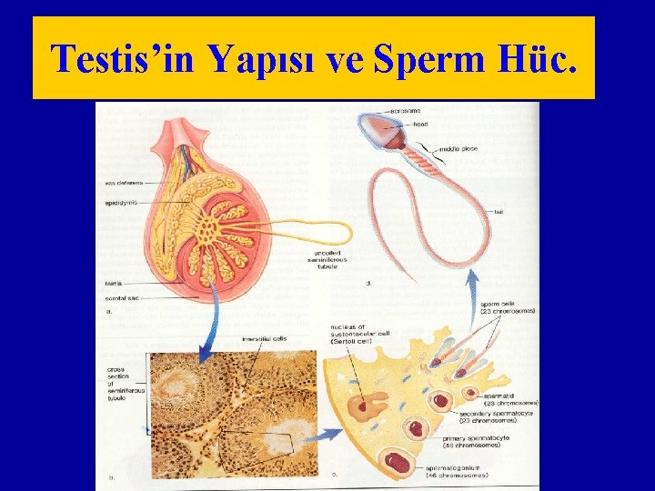 Testis’in Yapısı ve Sperm Hüc. 