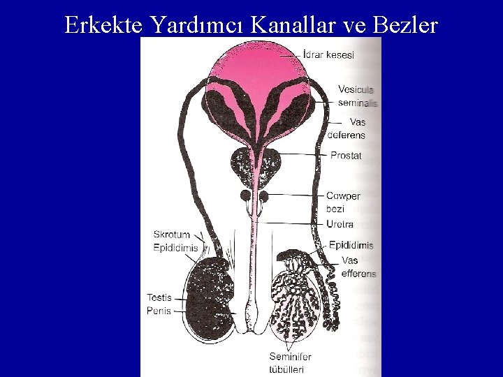 Erkekte Yardımcı Kanallar ve Bezler 