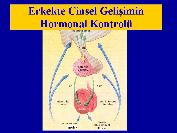 Erkekte Cinsel Gelişimin Hormonal Kontrolü 