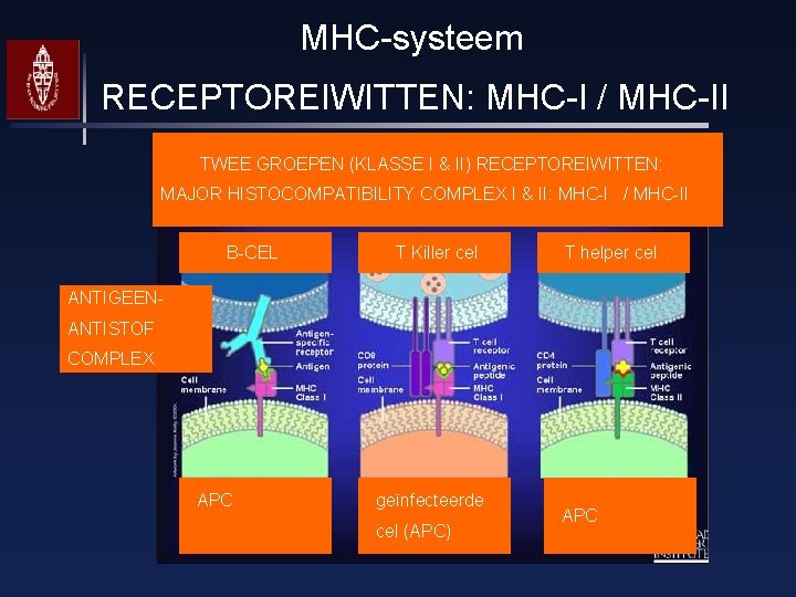 MHC-systeem RECEPTOREIWITTEN: MHC-I / MHC-II TWEE GROEPEN (KLASSE I & II) RECEPTOREIWITTEN: MAJOR HISTOCOMPATIBILITY