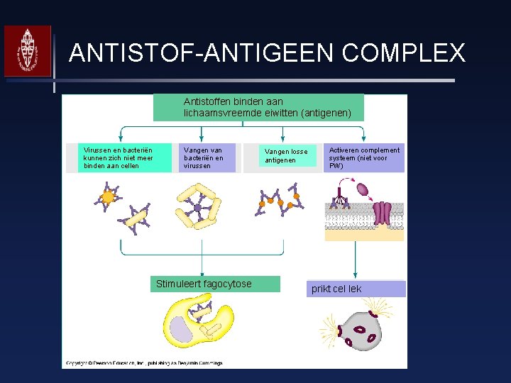 ANTISTOF-ANTIGEEN COMPLEX Antistoffen binden aan lichaamsvreemde eiwitten (antigenen) Virussen en bacteriën kunnen zich niet