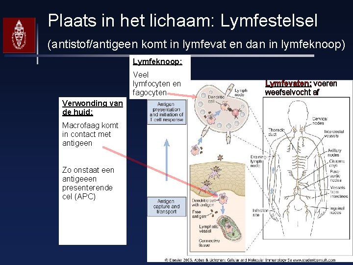 Plaats in het lichaam: Lymfestelsel (antistof/antigeen komt in lymfevat en dan in lymfeknoop) Lymfeknoop: