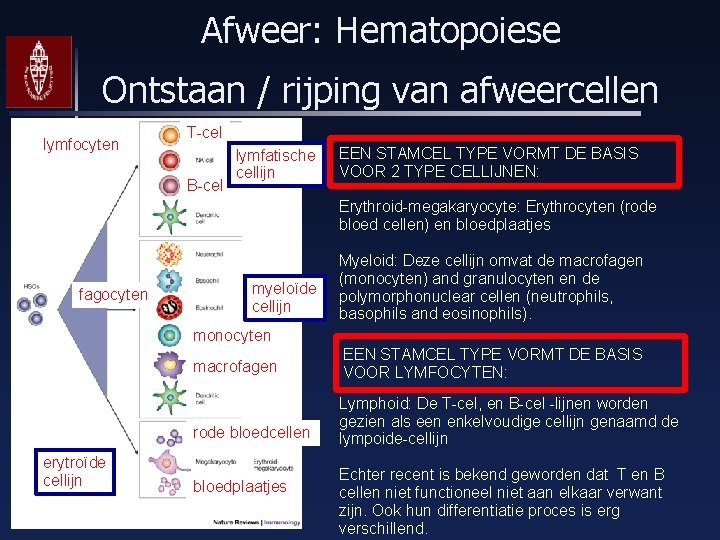 Afweer: Hematopoiese Ontstaan / rijping van afweercellen lymfocyten T-cel B-cel lymfatische cellijn EEN STAMCEL