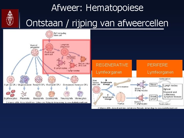 Afweer: Hematopoiese Ontstaan / rijping van afweercellen REGENERATIVE PERIFERE Lymfeorganen 