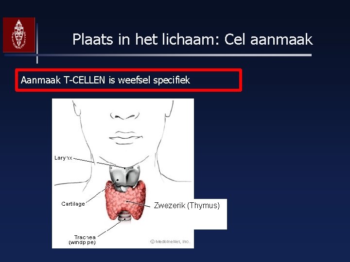 Plaats in het lichaam: Cel aanmaak Aanmaak T-CELLEN is weefsel specifiek Zwezerik (Thymus) 