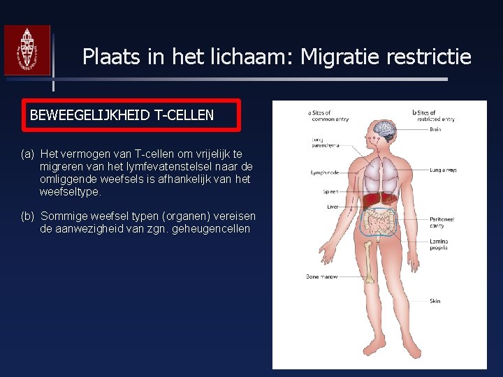 Plaats in het lichaam: Migratie restrictie BEWEEGELIJKHEID T-CELLEN (a) Het vermogen van T-cellen om