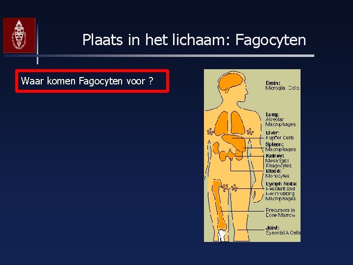 Plaats in het lichaam: Fagocyten Waar komen Fagocyten voor ? 