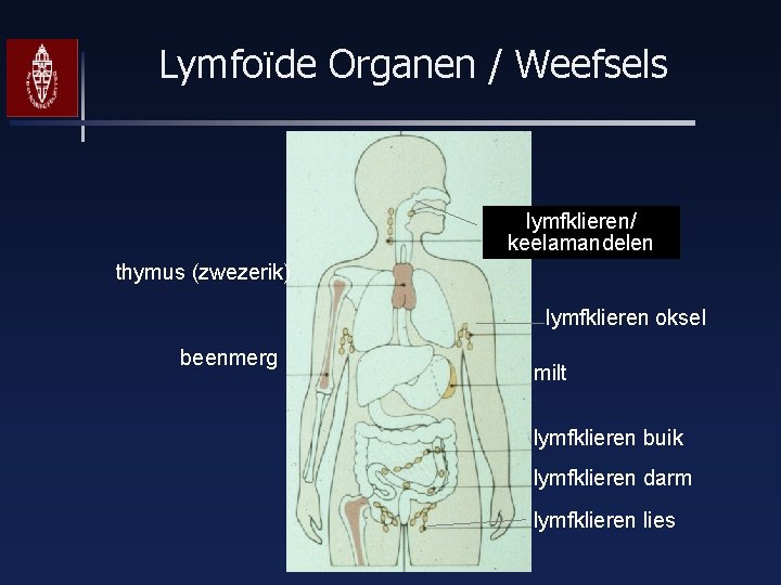 Lymfoïde Organen / Weefsels lymfklieren/ keelamandelen thymus (zwezerik) lymfklieren oksel beenmerg milt lymfklieren buik