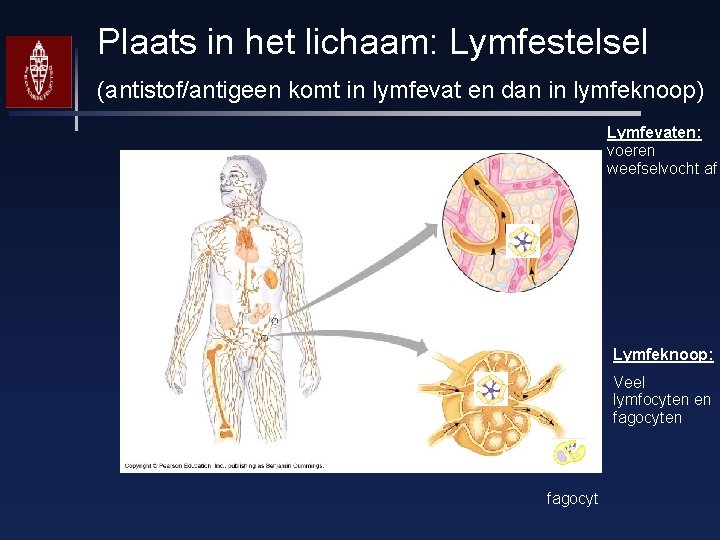 Plaats in het lichaam: Lymfestelsel (antistof/antigeen komt in lymfevat en dan in lymfeknoop) Lymfevaten: