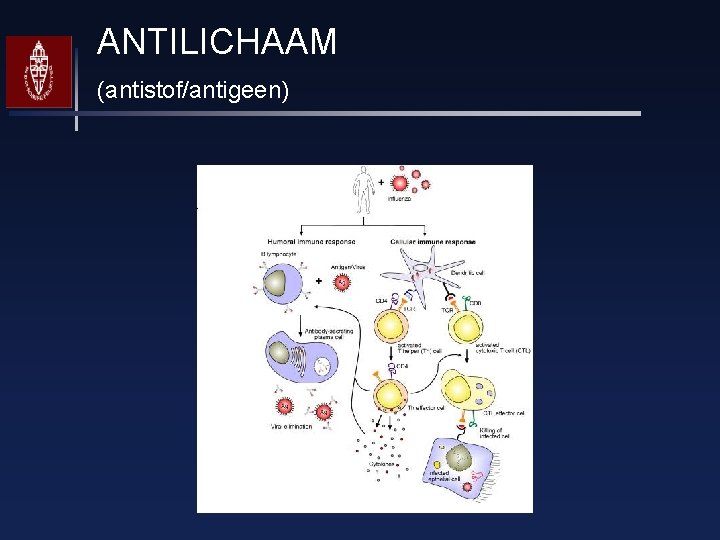 ANTILICHAAM (antistof/antigeen) 