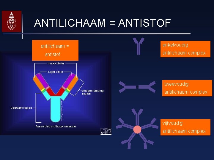 ANTILICHAAM = ANTISTOF antilichaam = antistof enkelvoudig antilichaam complex tweevoudig antilichaam complex vijfvoudig antilichaam