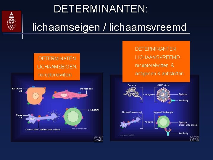 DETERMINANTEN: lichaamseigen / lichaamsvreemd DETERMINANTEN DETERMINATEN LICHAAMSVREEMD: LICHAAMSEIGEN: receptoreiwitten & receptoreiwitten antigenen & antistoffen