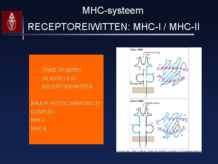 MHC-systeem RECEPTOREIWITTEN: MHC-I / MHC-II TWEE GROEPEN (KLASSE I & II) RECEPTOREIWITTEN: MAJOR HISTOCOMPATIBILITY