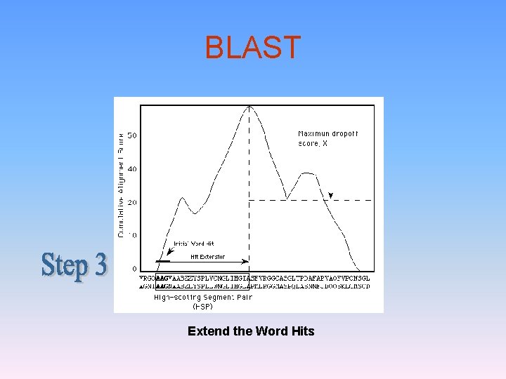 BLAST Extend the Word Hits 