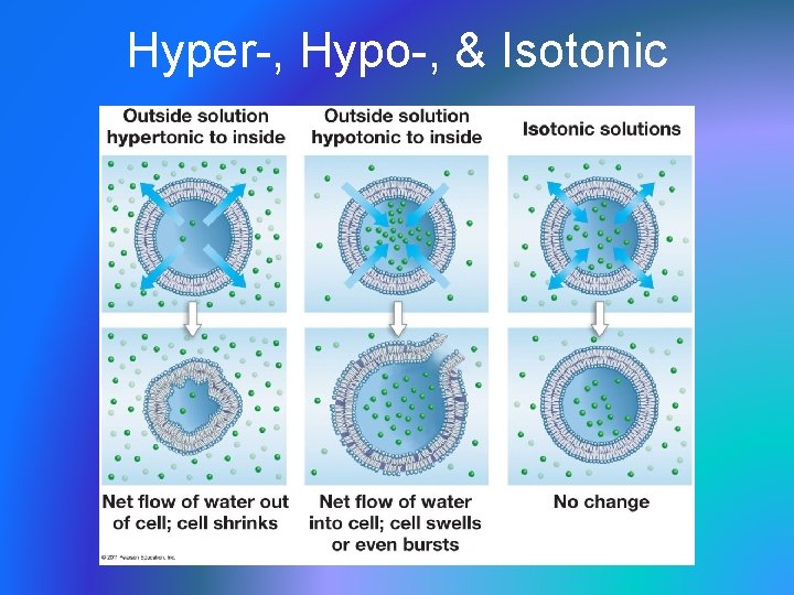 Hyper-, Hypo-, & Isotonic 