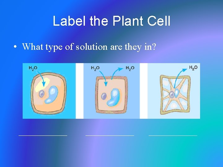 Label the Plant Cell • What type of solution are they in? 