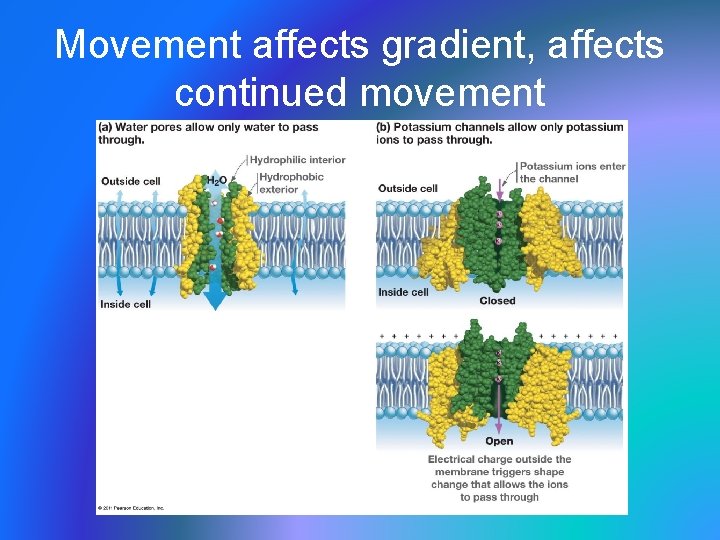 Movement affects gradient, affects continued movement 