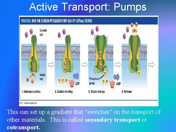 Active Transport: Pumps This can set up a gradient that “switches” on the transport