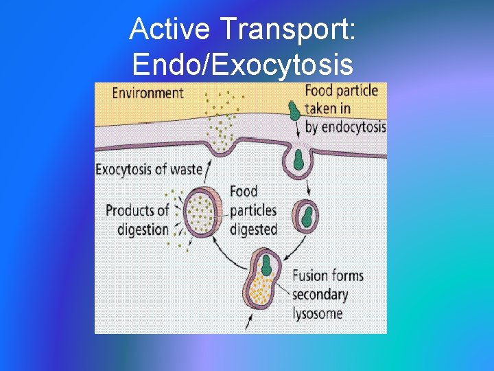 Active Transport: Endo/Exocytosis 