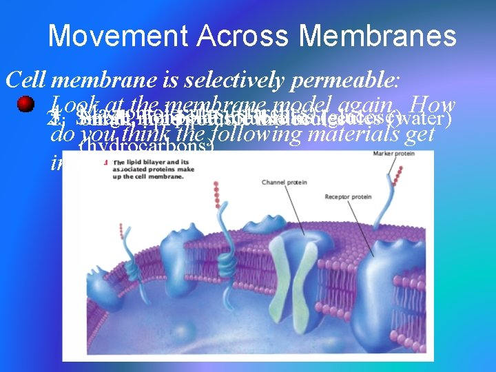 Movement Across Membranes Cell membrane is selectively permeable: Look at the membrane model again.